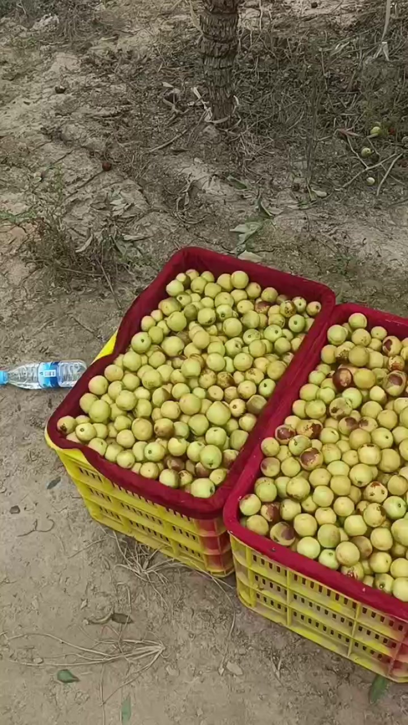 大荔冬枣