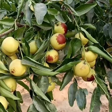 大荔冬枣