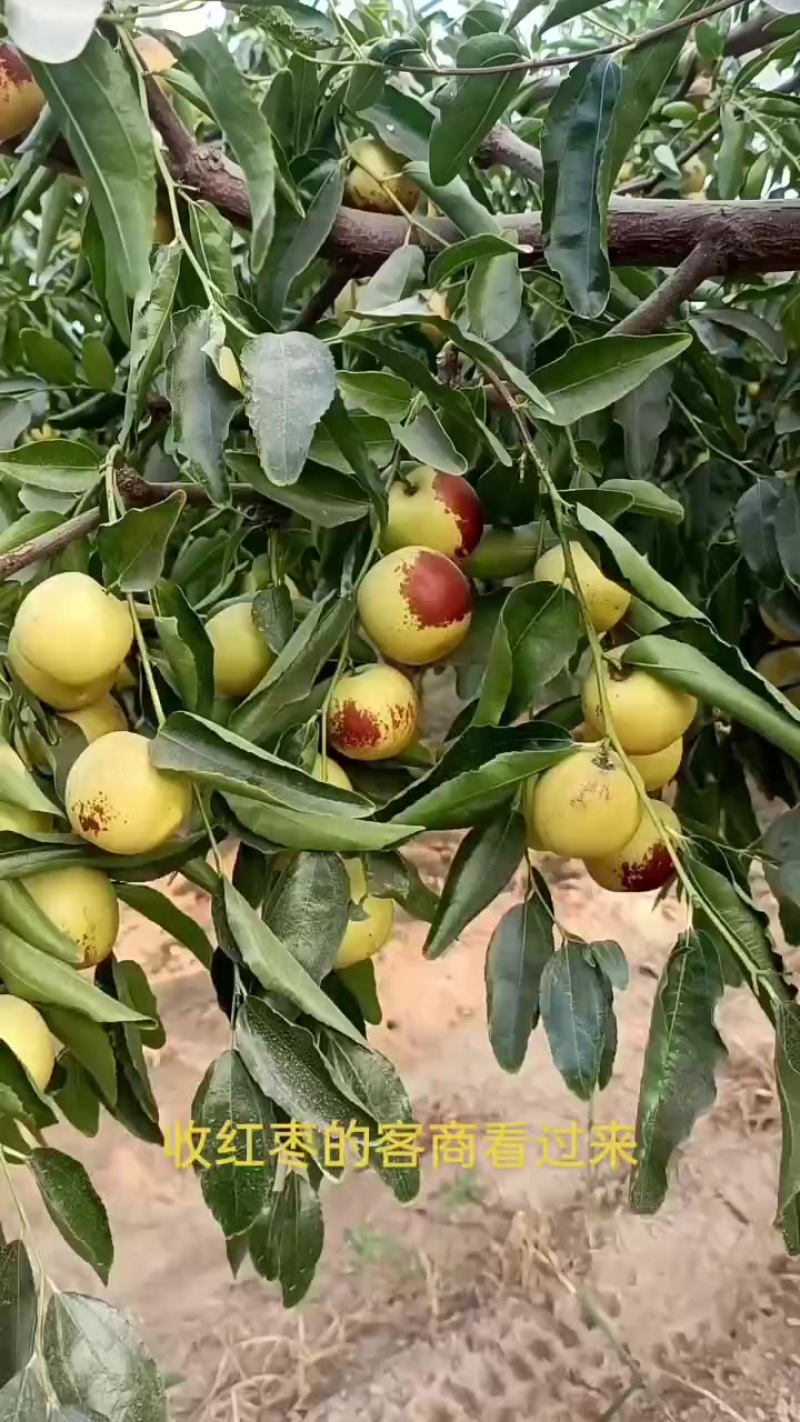 大荔冬枣