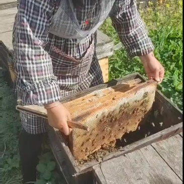槐花蜂蜜