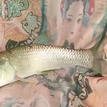 成品草鱼