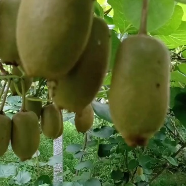 湘西凤凰米良一号猕核桃
