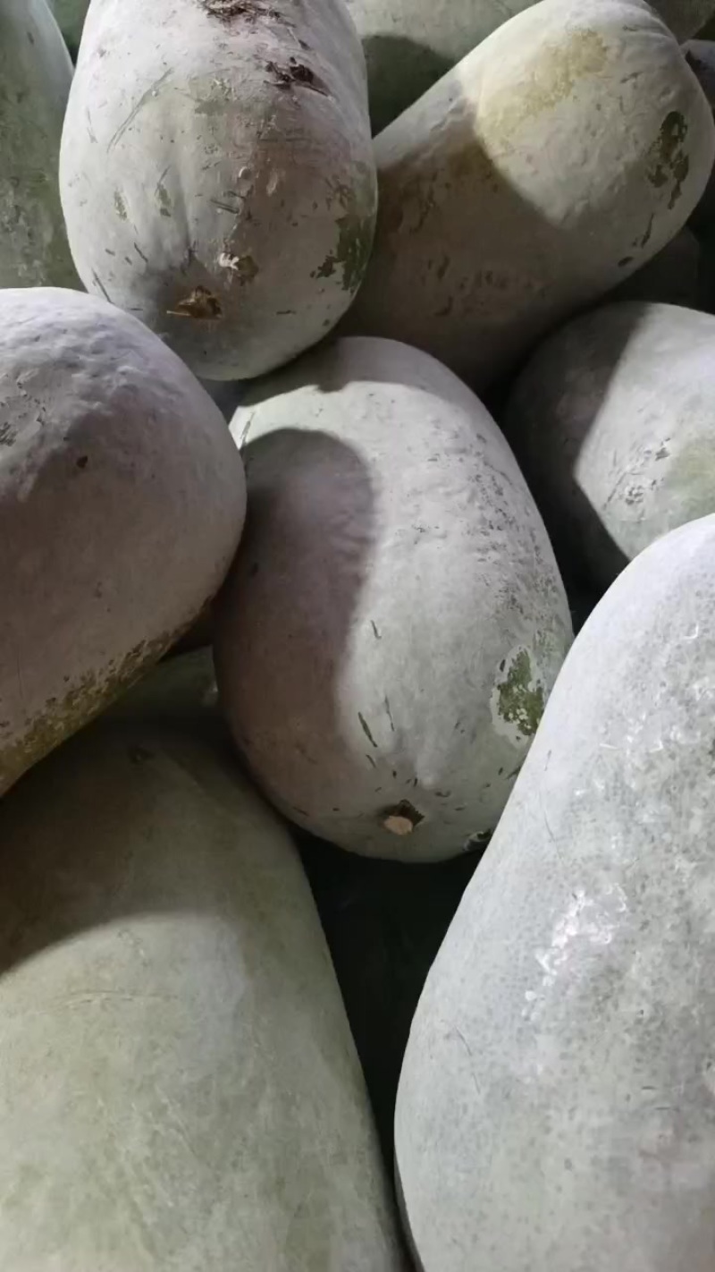 二号冬瓜
