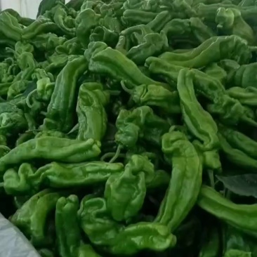 芜湖椒大量现货