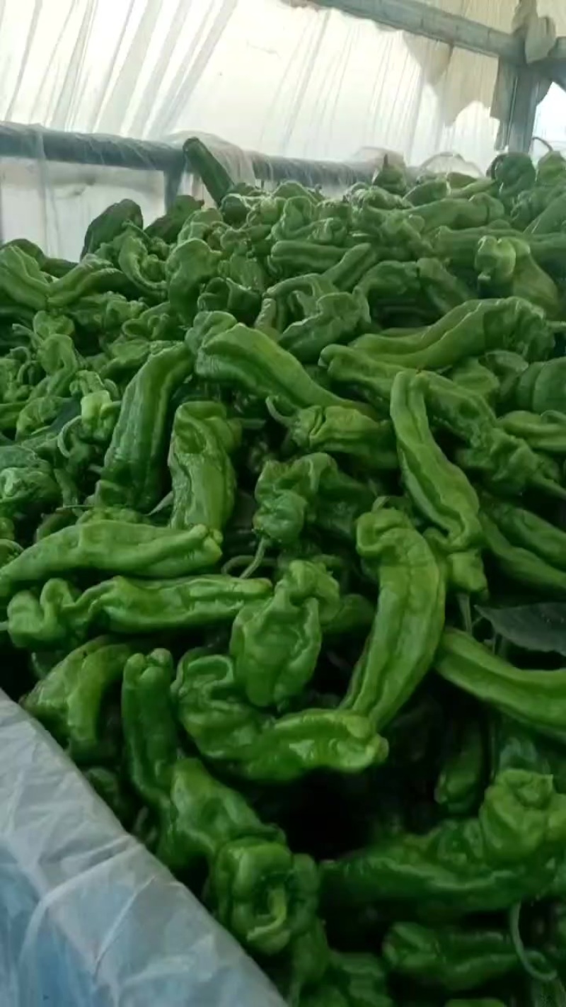 芜湖椒大量现货