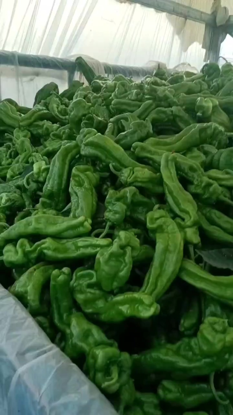 芜湖椒大量现货