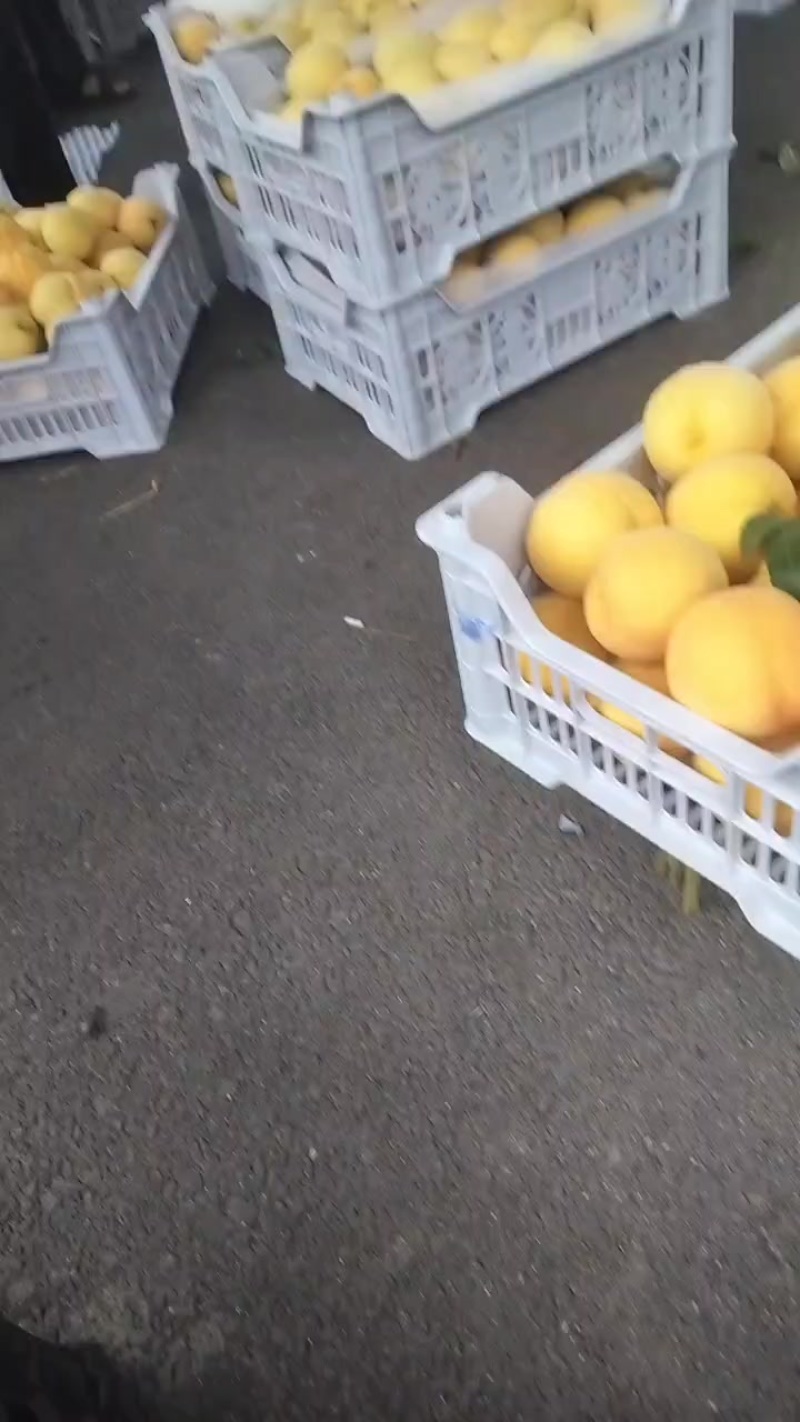 黄桃之中的贵族，中桃金怡，
