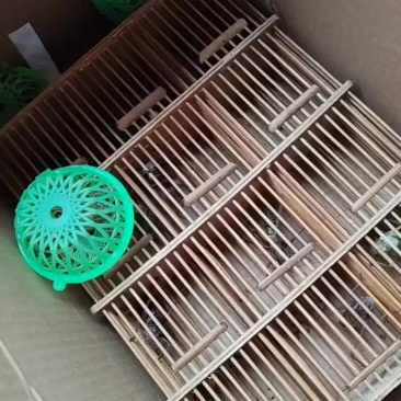 蝈蝈