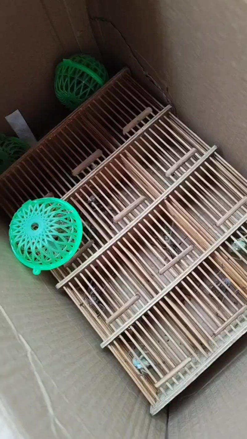 蝈蝈