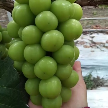 阳光玫瑰