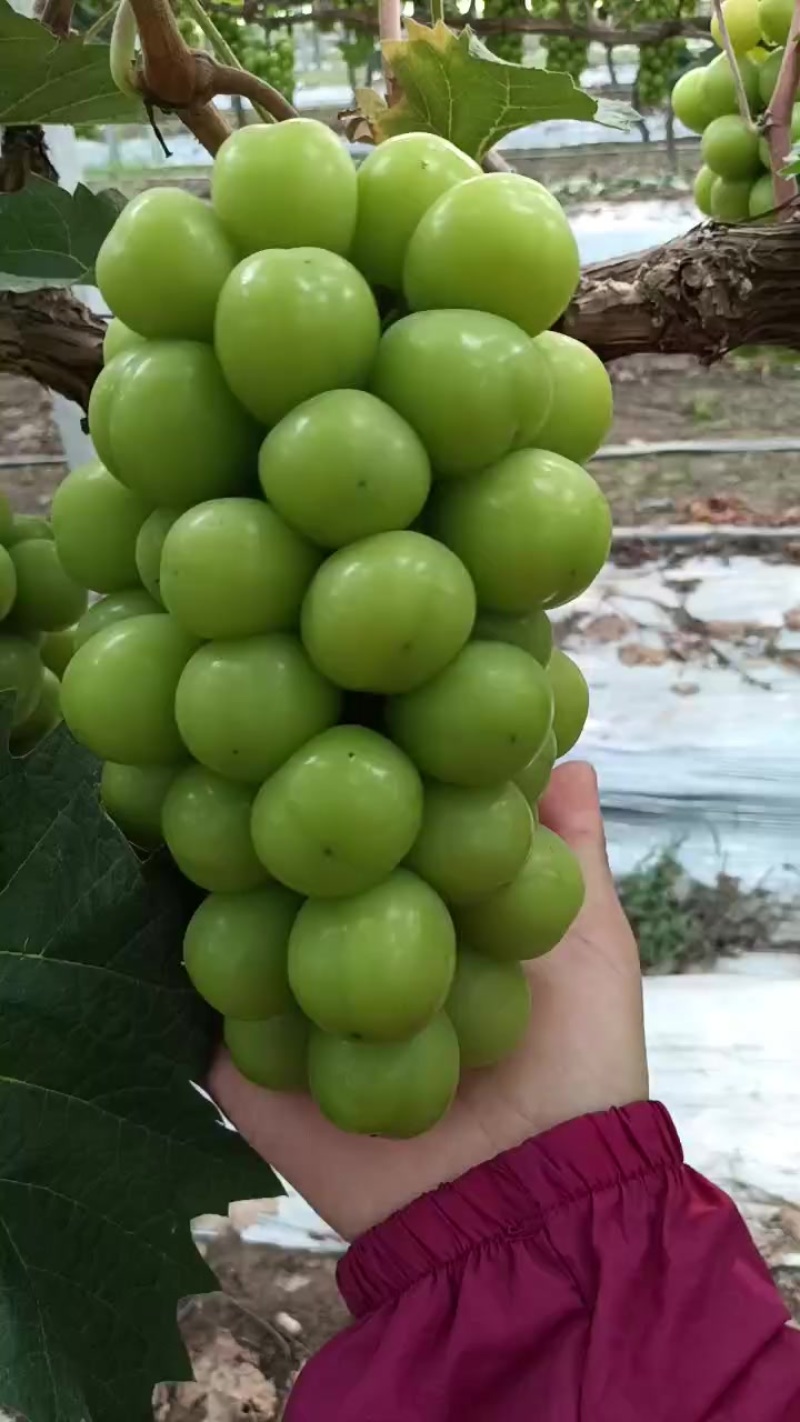 阳光玫瑰