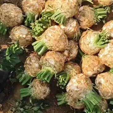 根芹现货需要的话老板联系
