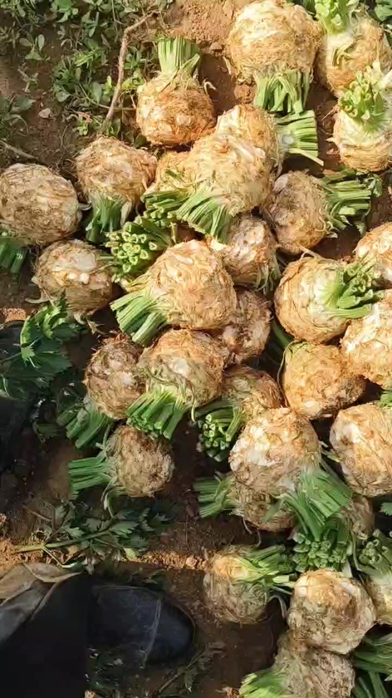 根芹现货需要的话老板联系