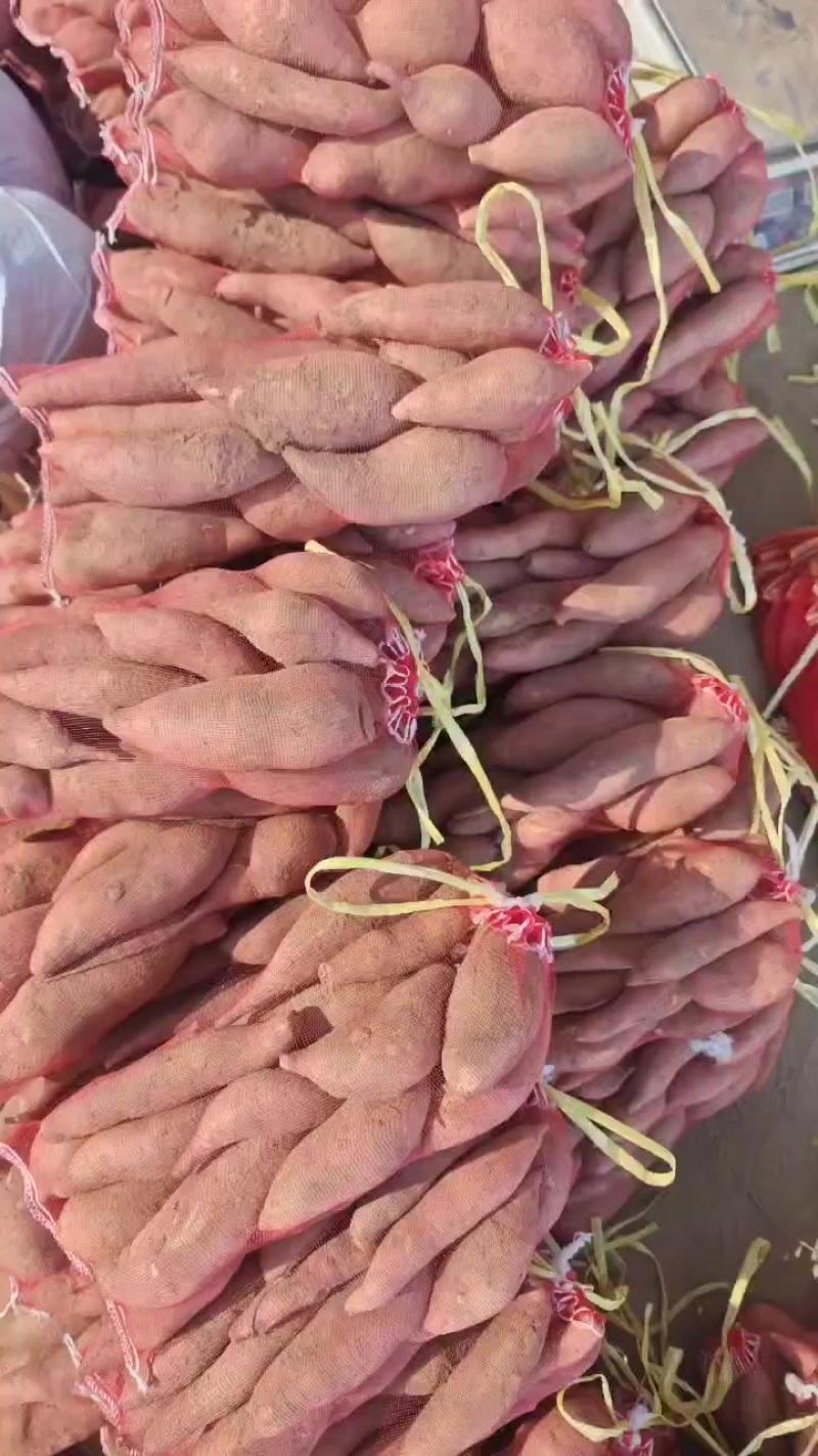 龙九蜜薯
