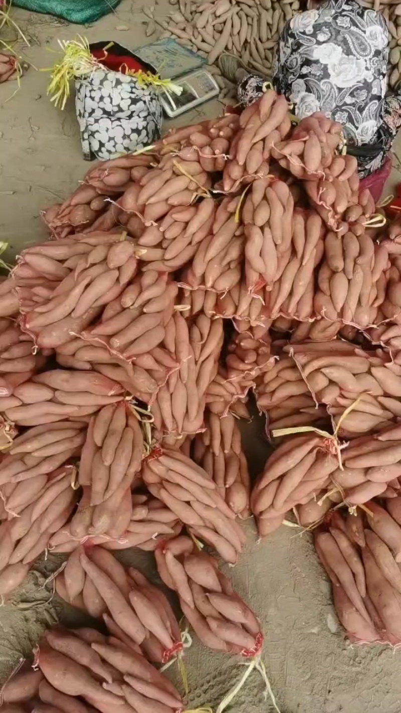 龙九蜜薯