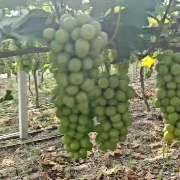 阳光玫瑰
