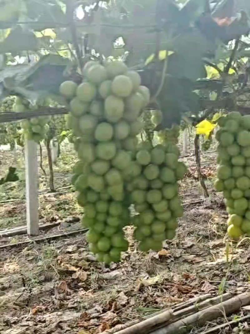 阳光玫瑰