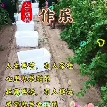 宁夏产区维多利亚葡萄
