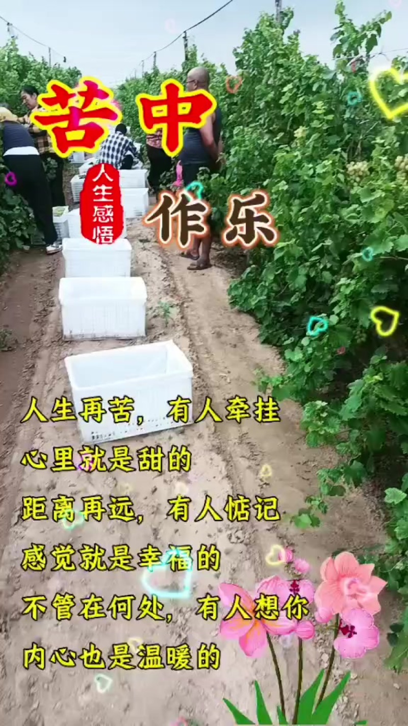 宁夏产区维多利亚葡萄