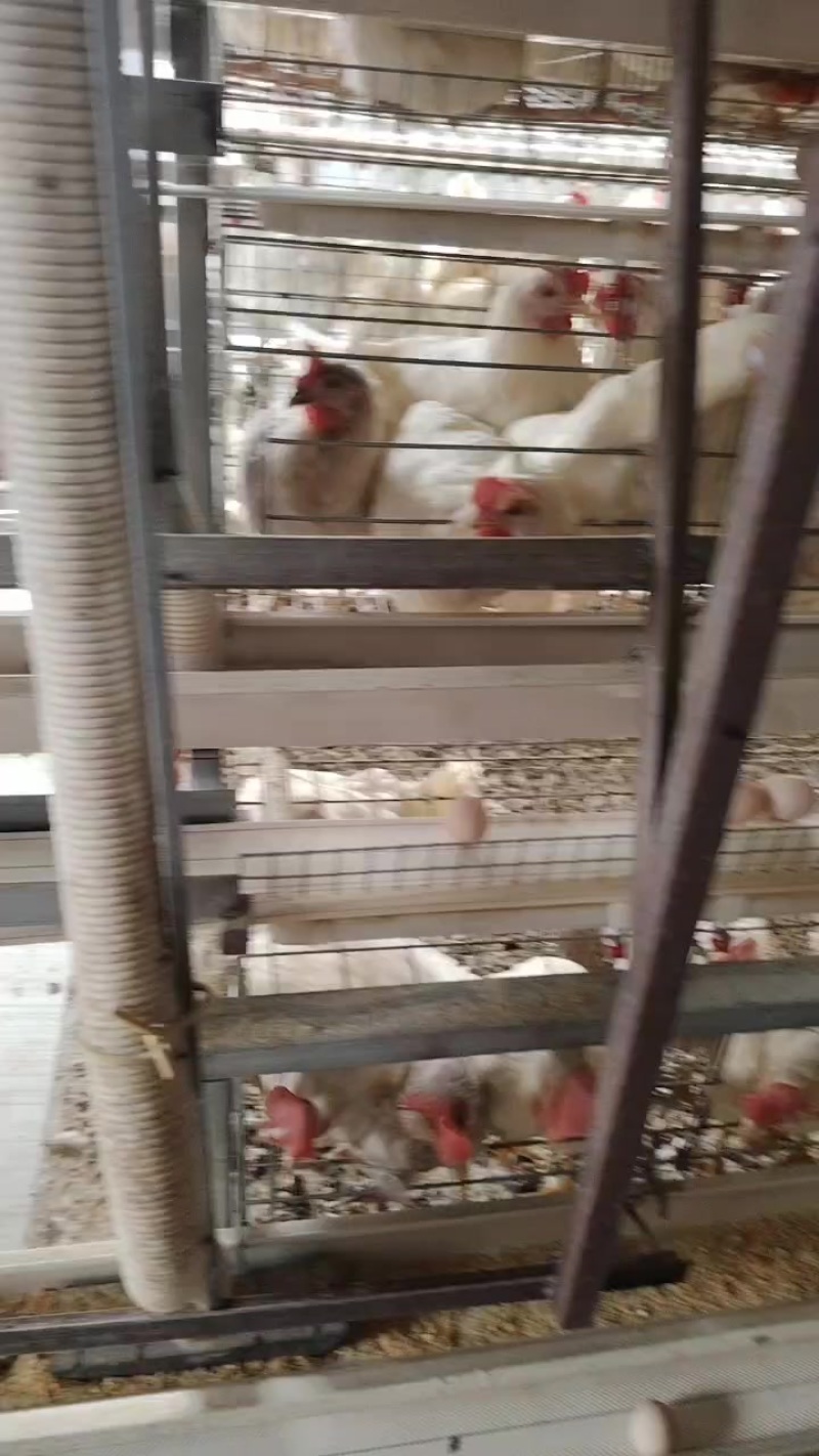 鲜鸡蛋