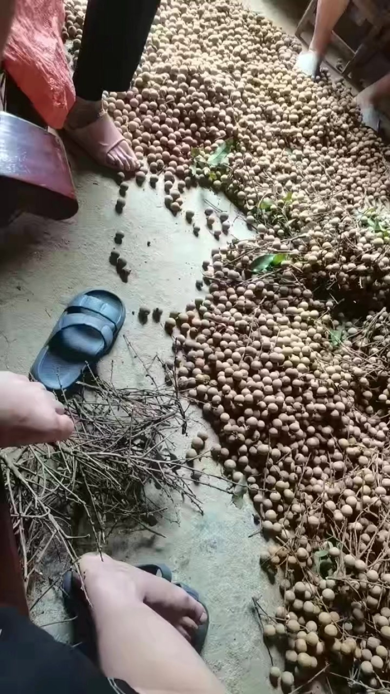 龙眼