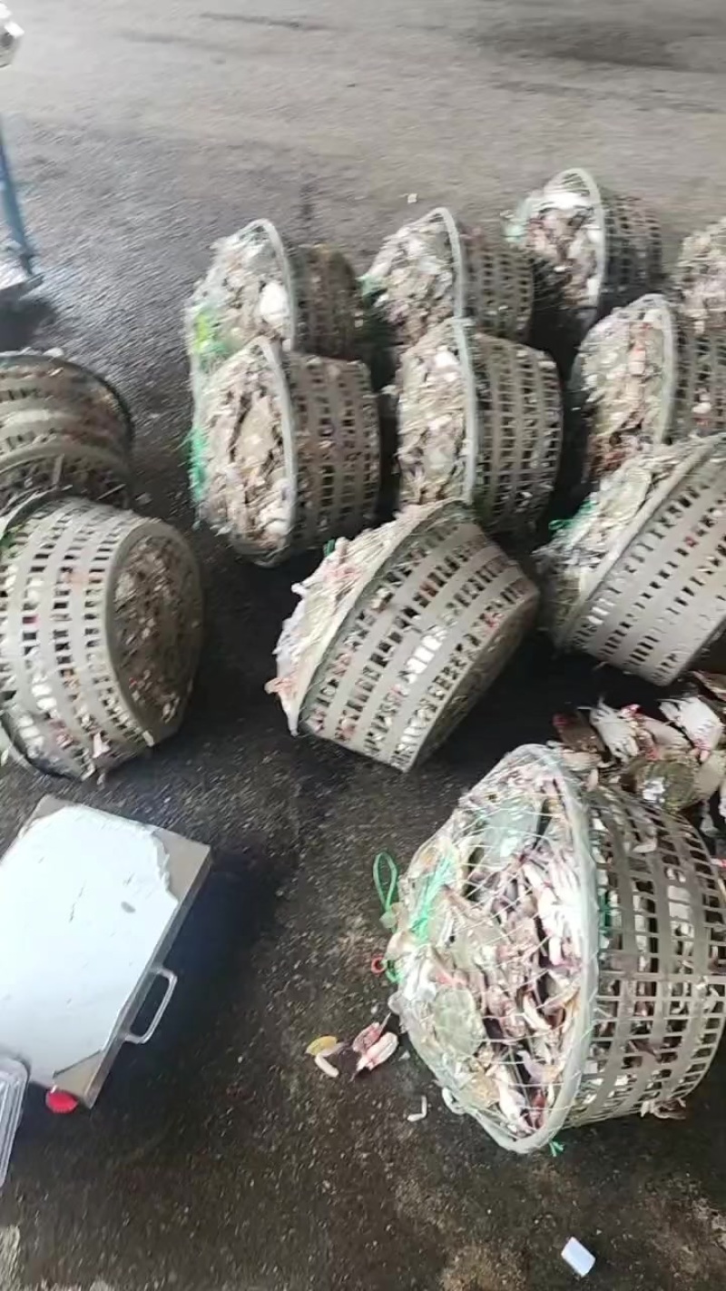 精品公蟹