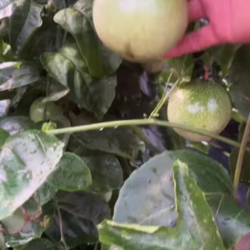 百香果