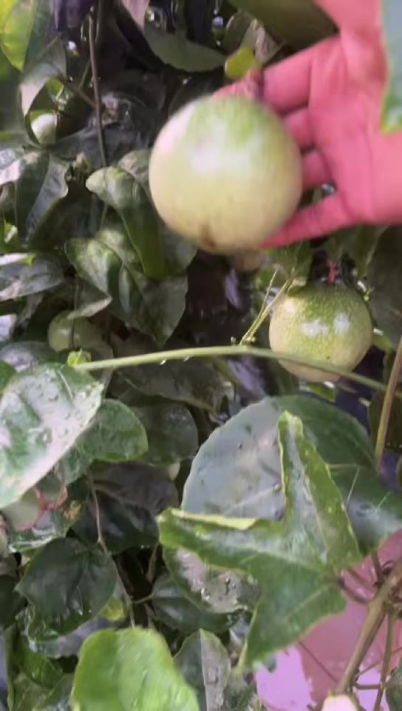 百香果