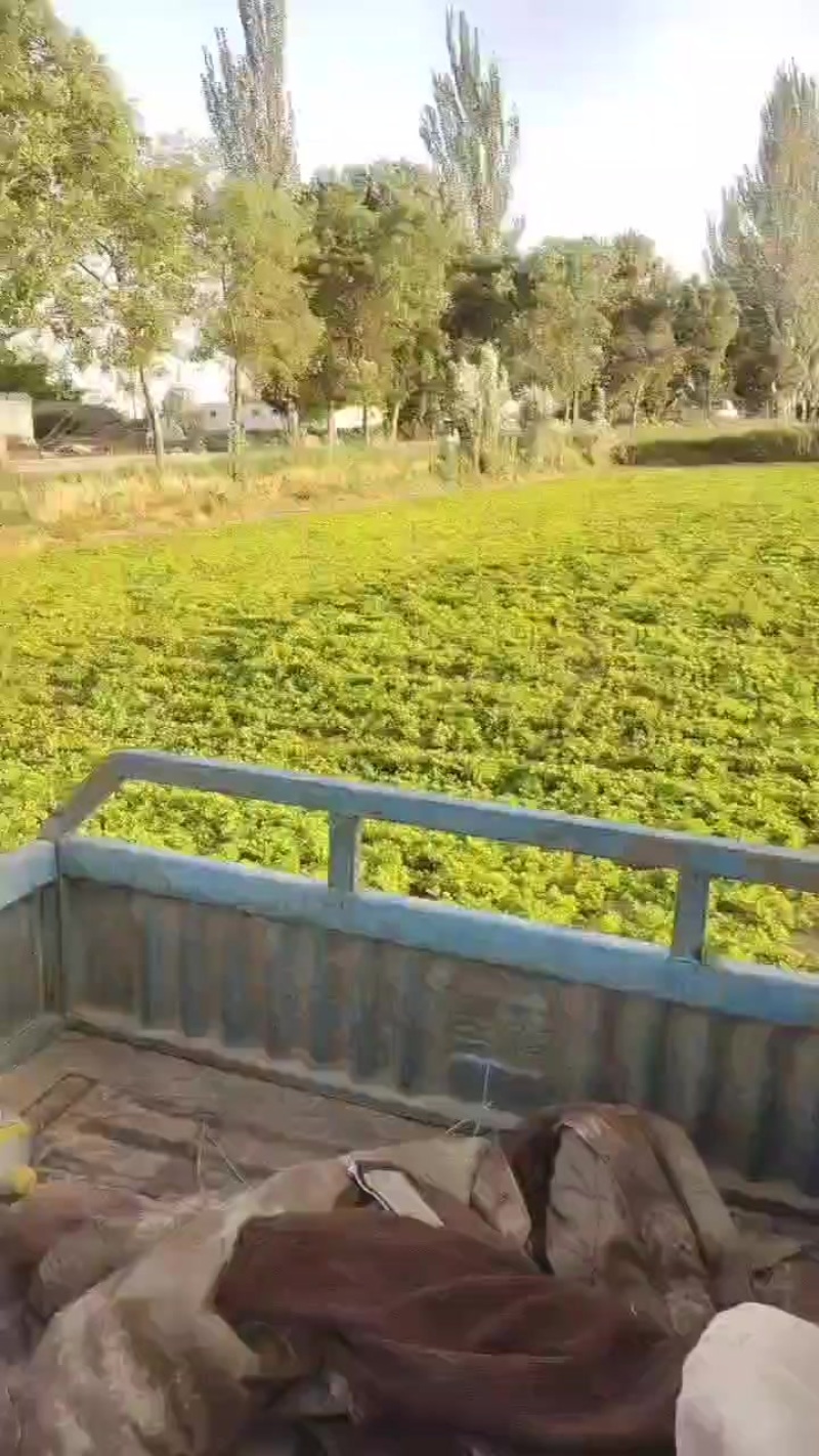 香芹