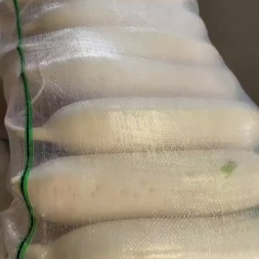 供应大体白萝卜，欢迎来电***********