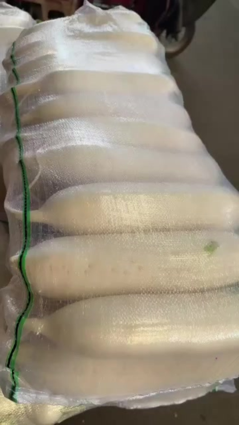 供应大体白萝卜，欢迎来电***********