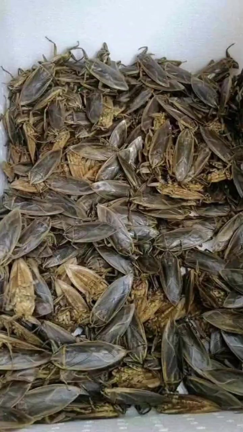 桂花蝉已到季节，有需要的老板请联系！