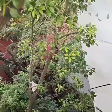 黑皮冬瓜