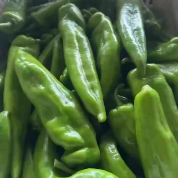 精品牛椒