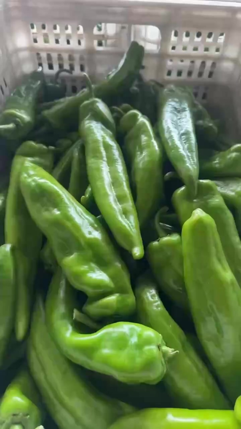 精品牛椒
