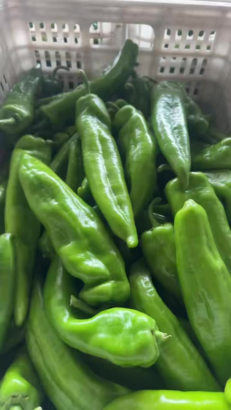 精品牛椒