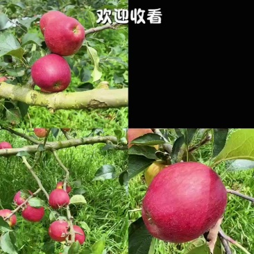 云南曲靖红露苹果