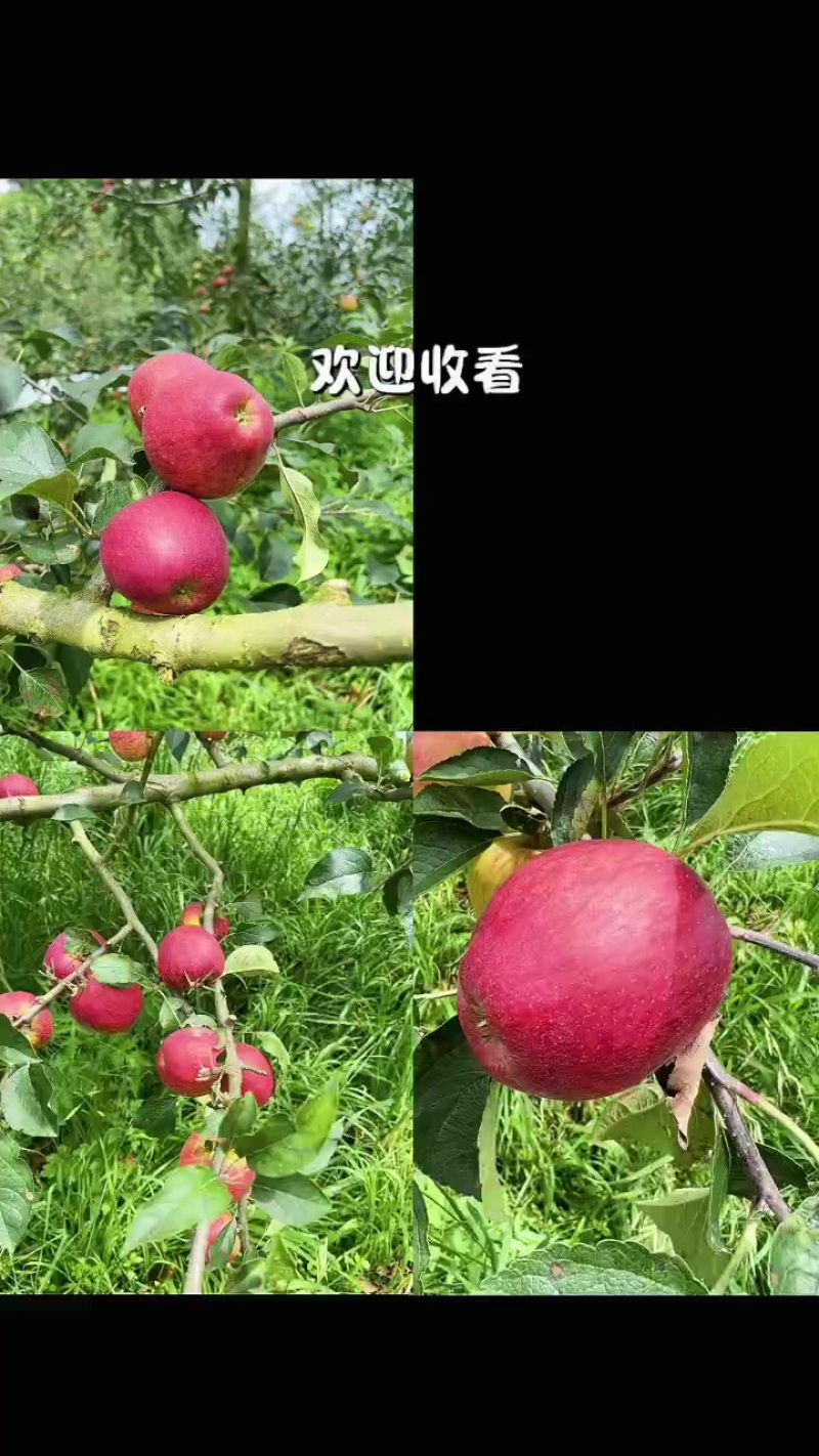 云南曲靖红露苹果