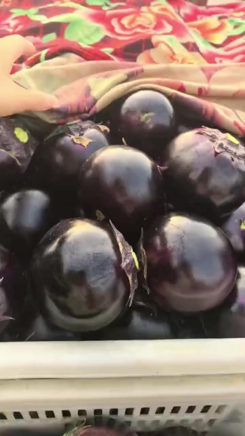 紫光圆茄