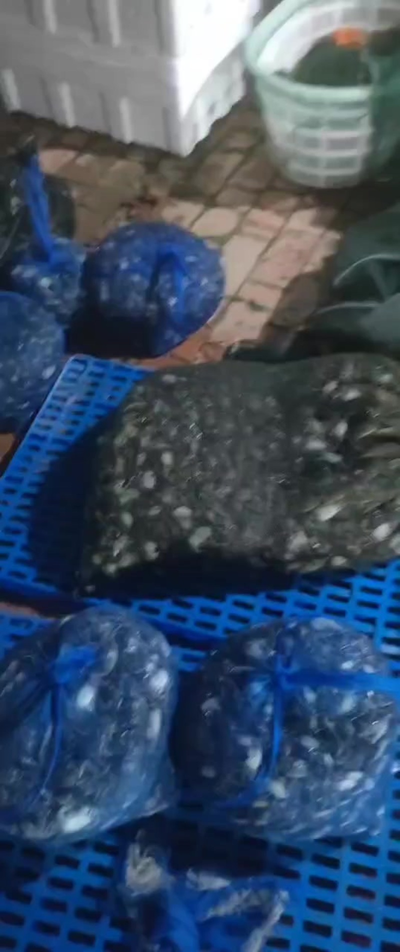 蟹苗，豆蟹苗全有
