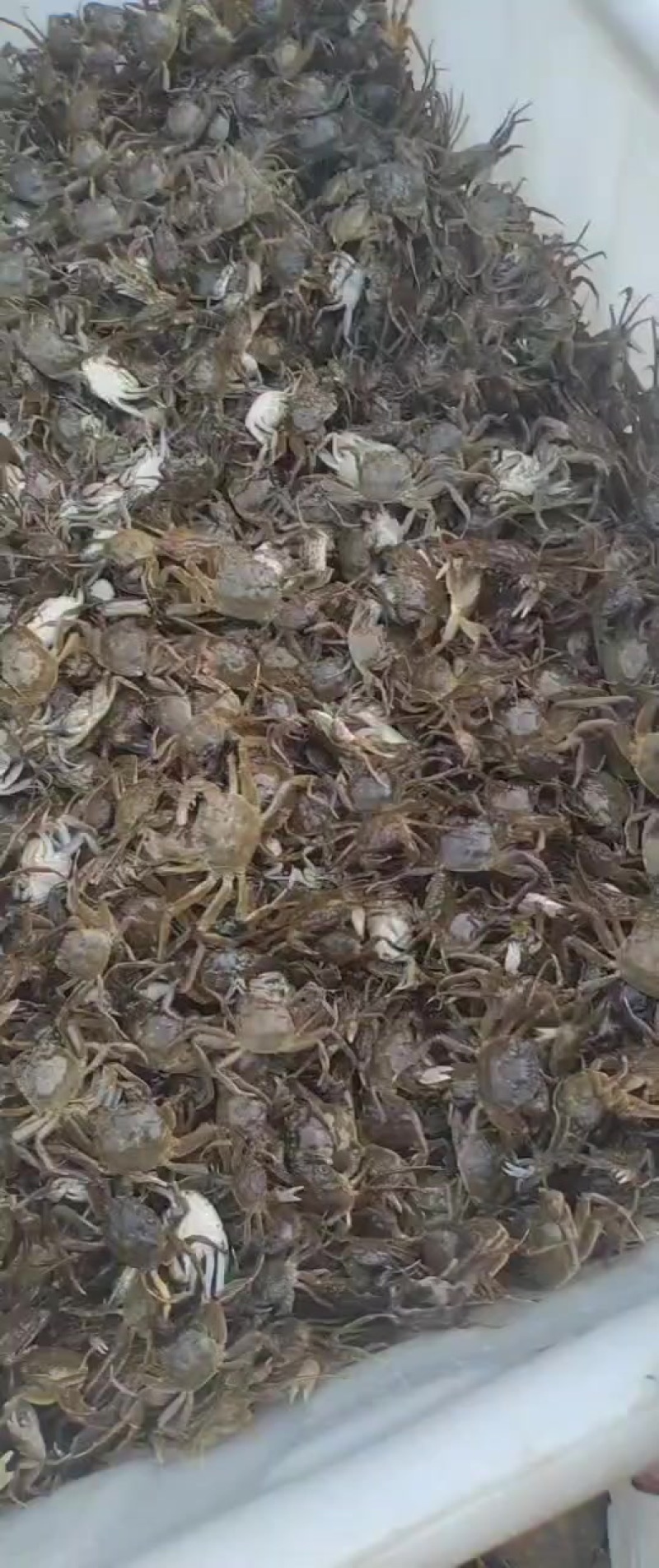 蟹苗，豆蟹苗全有