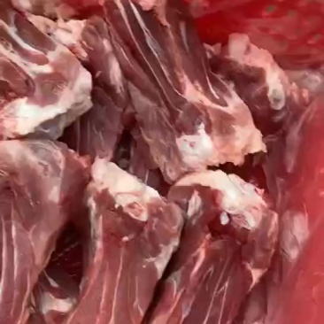 国产后肘骨
