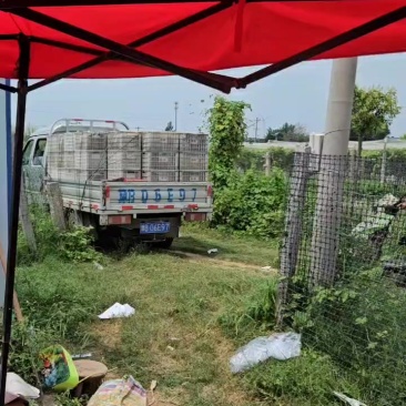 大量皇冠有货