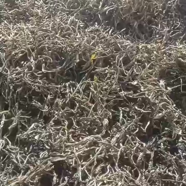百年老树茶