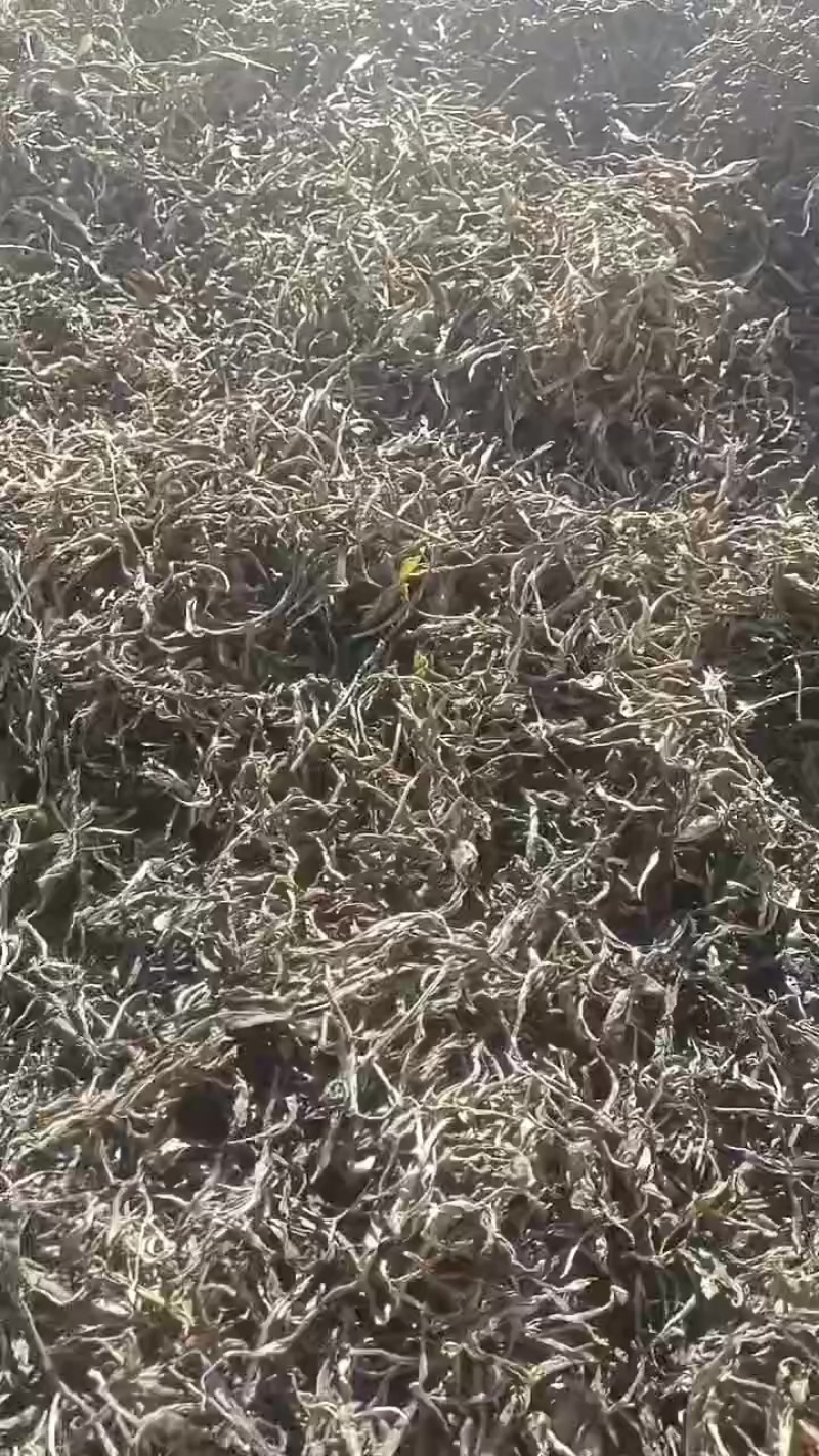 百年老树茶
