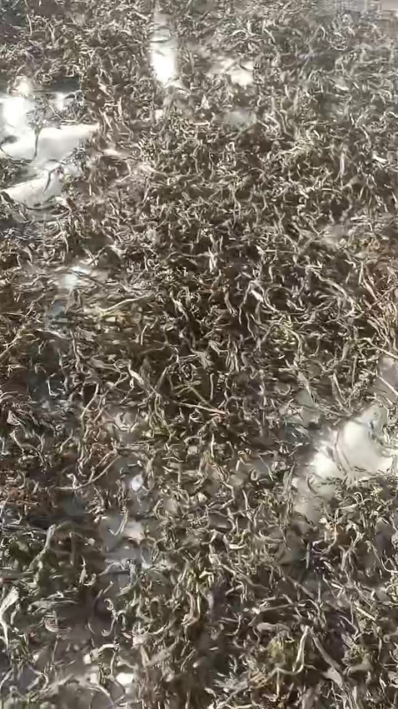 百年老树茶