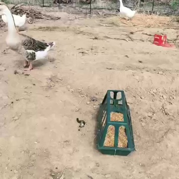 大鹅