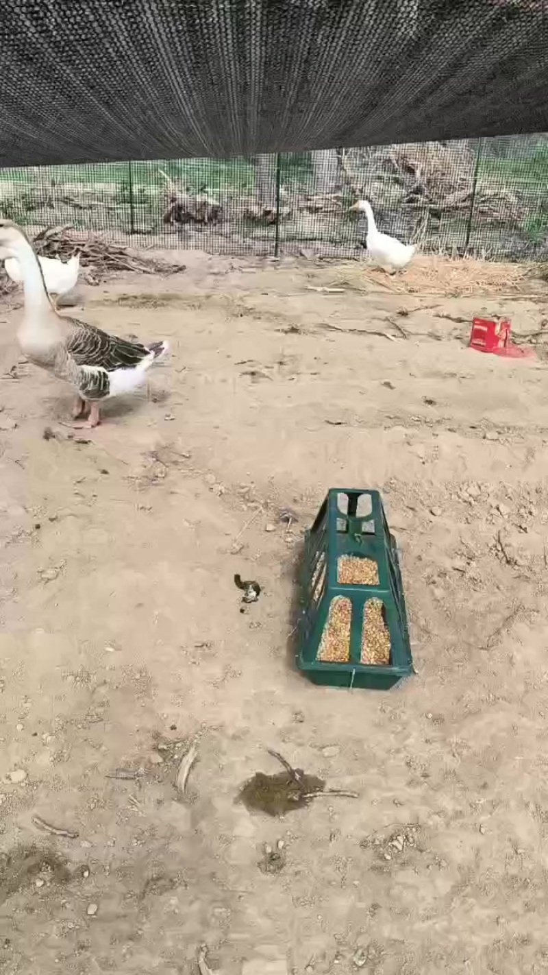 大鹅