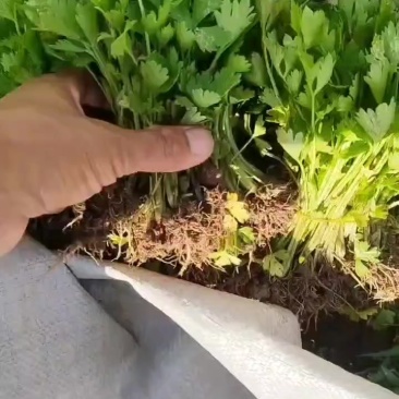 皇后西芹苗子