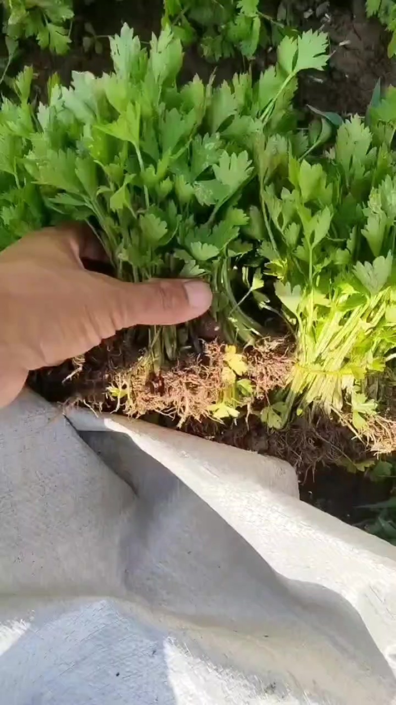 皇后西芹苗子